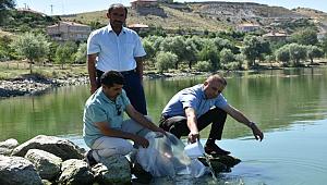 AKSARAY'DA GÖLETLERE 105 BİN ADET AYNALI SAZAN YAVRUSU BIRAKILDI